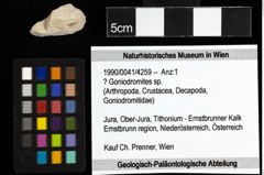 Foto (Objekt + Etiketten) von ? Goniodromites sp. 
